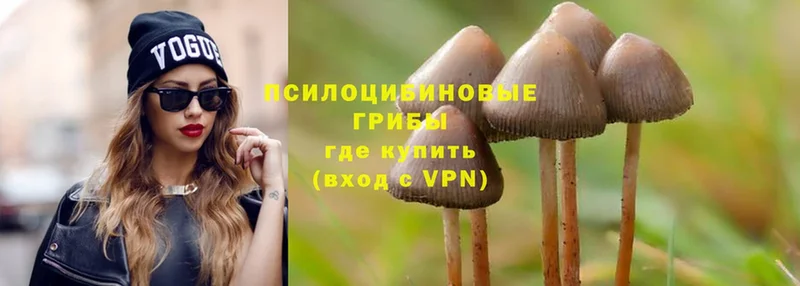 Галлюциногенные грибы Psilocybine cubensis  купить наркотики сайты  Гурьевск 